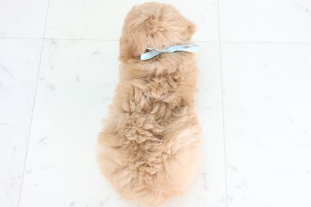 鹿児島県のトイプードル(トイ) (Coo&RIKU鹿屋店/2025年12月3日生まれ/男の子/クリーム)の子犬の4枚目の画像