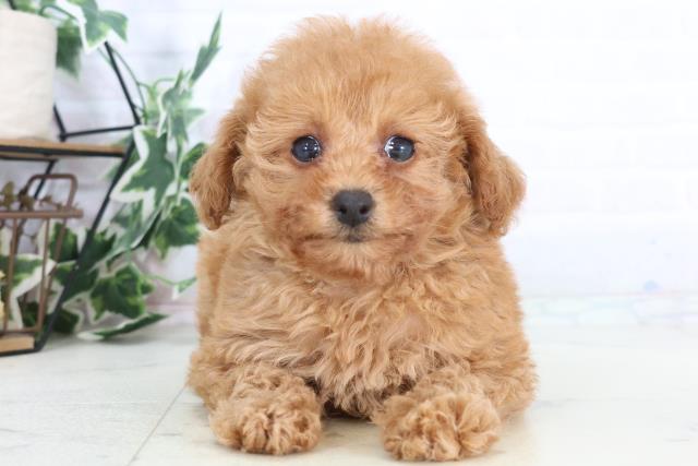 福岡県のトイプードル(トイ) (Coo&RIKU福岡西店/2025年12月3日生まれ/女の子/クリーム)の子犬の1枚目の画像