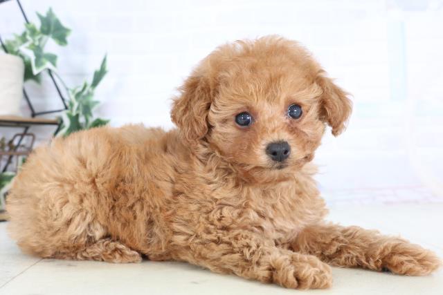 福岡県のトイプードル(トイ) (Coo&RIKU福岡西店/2025年12月3日生まれ/女の子/クリーム)の子犬の2枚目の画像