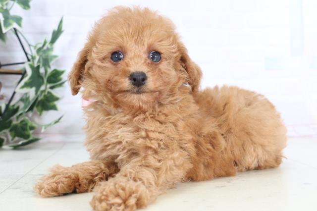 福岡県のトイプードル(トイ) (Coo&RIKU福岡西店/2025年12月3日生まれ/女の子/クリーム)の子犬の3枚目の画像