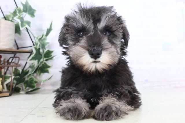 長崎県のミニチュアシュナウザー (Coo&RIKU長崎浜町店/2025年11月13日生まれ/女の子/ソルトペッパー)の子犬の1枚目の画像