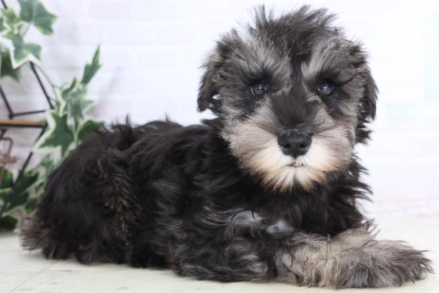 長崎県のミニチュアシュナウザー (Coo&RIKU長崎浜町店/2025年11月13日生まれ/女の子/ソルトペッパー)の子犬の2枚目の画像