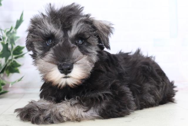 長崎県のミニチュアシュナウザー (Coo&RIKU長崎浜町店/2025年11月13日生まれ/女の子/ソルトペッパー)の子犬の3枚目の画像