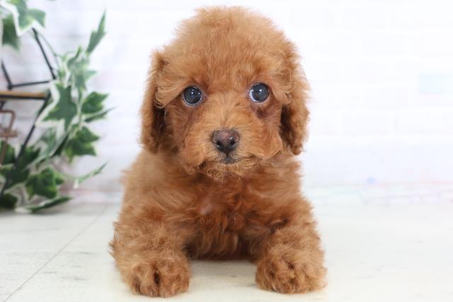熊本県のトイプードル(トイ) (Coo&RIKUカリーノ菊陽店/2025年12月1日生まれ/男の子/レッド)の子犬の1枚目の画像