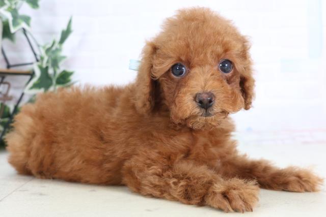 熊本県のトイプードル(トイ) (Coo&RIKUカリーノ菊陽店/2025年12月1日生まれ/男の子/レッド)の子犬の2枚目の画像