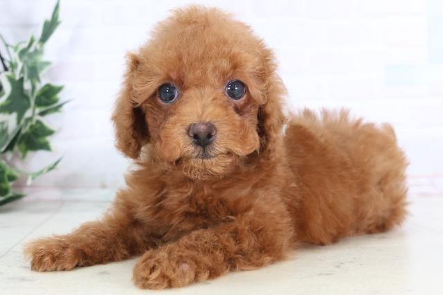 熊本県のトイプードル(トイ) (Coo&RIKUカリーノ菊陽店/2025年12月1日生まれ/男の子/レッド)の子犬の3枚目の画像