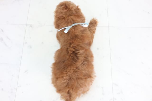 熊本県のトイプードル(トイ) (Coo&RIKUカリーノ菊陽店/2025年12月1日生まれ/男の子/レッド)の子犬の4枚目の画像