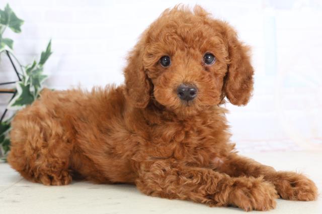 福岡県のトイプードル(トイ) (Coo&RIKU小倉店/2025年12月1日生まれ/男の子/レッド)の子犬の2枚目の画像