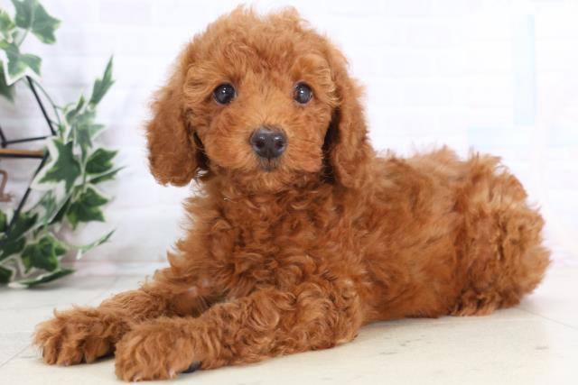 福岡県のトイプードル(トイ) (Coo&RIKU小倉店/2025年12月1日生まれ/男の子/レッド)の子犬の3枚目の画像