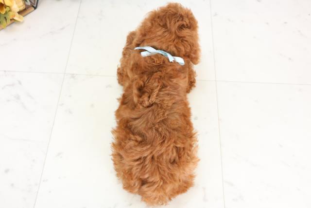 福岡県のトイプードル(トイ) (Coo&RIKU小倉店/2025年12月1日生まれ/男の子/レッド)の子犬の4枚目の画像