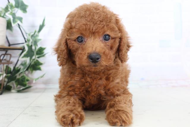 鹿児島県のトイプードル(トイ) (Coo&RIKU鹿屋店/2025年12月1日生まれ/女の子/レッド)の子犬の1枚目の画像