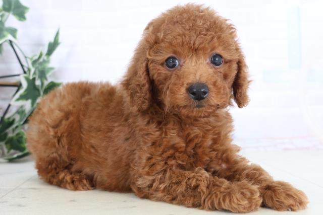 鹿児島県のトイプードル(トイ) (Coo&RIKU鹿屋店/2025年12月1日生まれ/女の子/レッド)の子犬の2枚目の画像