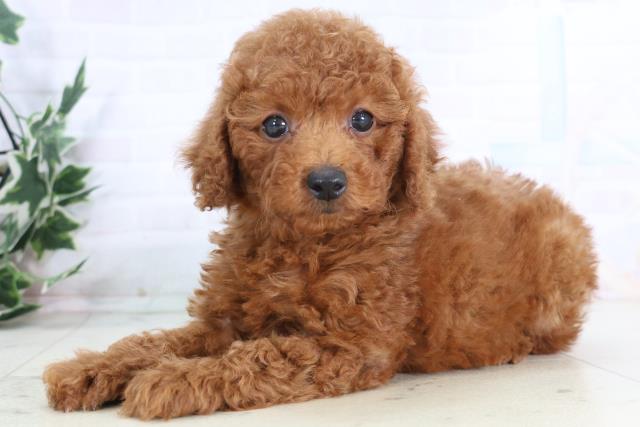 鹿児島県のトイプードル(トイ) (Coo&RIKU鹿屋店/2025年12月1日生まれ/女の子/レッド)の子犬の3枚目の画像