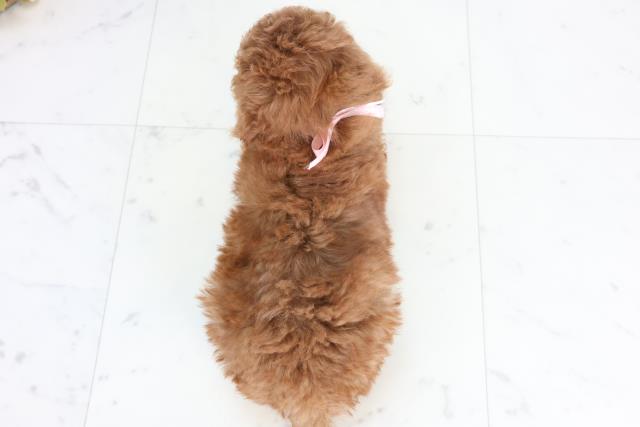 鹿児島県のトイプードル(トイ) (Coo&RIKU鹿屋店/2025年12月1日生まれ/女の子/レッド)の子犬の4枚目の画像