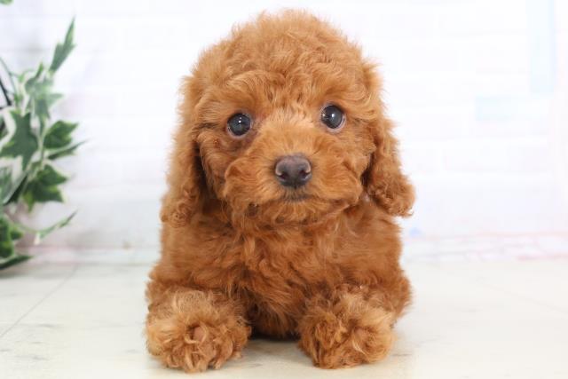 熊本県のトイプードル(トイ) (Coo&RIKUイオンモール宇城店/2025年12月1日生まれ/女の子/レッド)の子犬の1枚目の画像