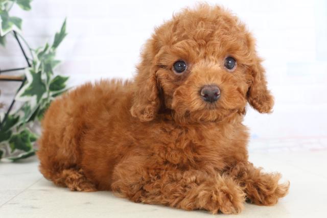 熊本県のトイプードル(トイ) (Coo&RIKUイオンモール宇城店/2025年12月1日生まれ/女の子/レッド)の子犬の2枚目の画像