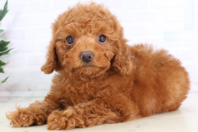 熊本県のトイプードル(トイ) (Coo&RIKUイオンモール宇城店/2025年12月1日生まれ/女の子/レッド)の子犬の3枚目の画像