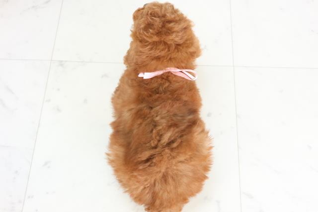 熊本県のトイプードル(トイ) (Coo&RIKUイオンモール宇城店/2025年12月1日生まれ/女の子/レッド)の子犬の4枚目の画像
