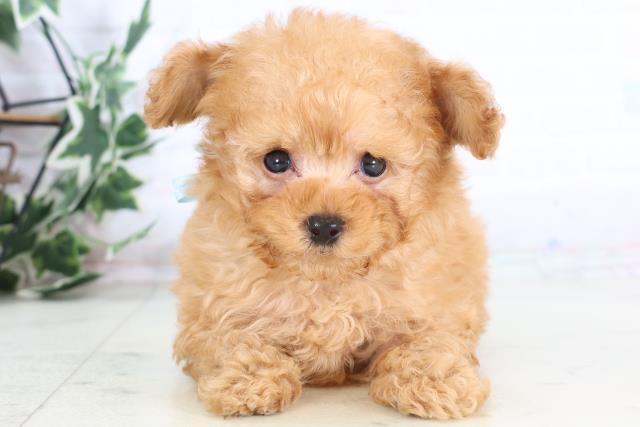 佐賀県のトイプードル(ティーカップ) (Coo&RIKU佐賀神埼店/2025年12月2日生まれ/男の子/オレンジフォーン)の子犬の1枚目の画像