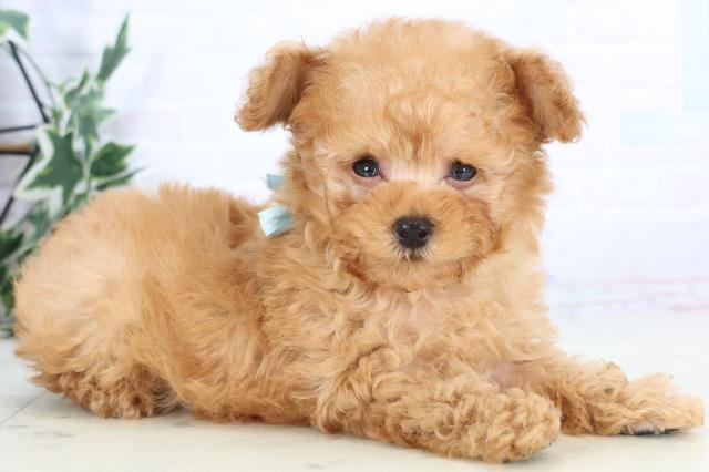 佐賀県のトイプードル(ティーカップ) (Coo&RIKU佐賀神埼店/2025年12月2日生まれ/男の子/オレンジフォーン)の子犬の2枚目の画像