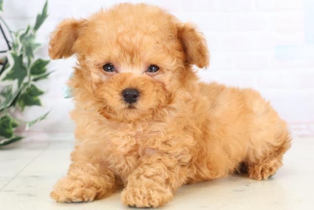 佐賀県のトイプードル(ティーカップ) (Coo&RIKU佐賀神埼店/2025年12月2日生まれ/男の子/オレンジフォーン)の子犬の3枚目の画像