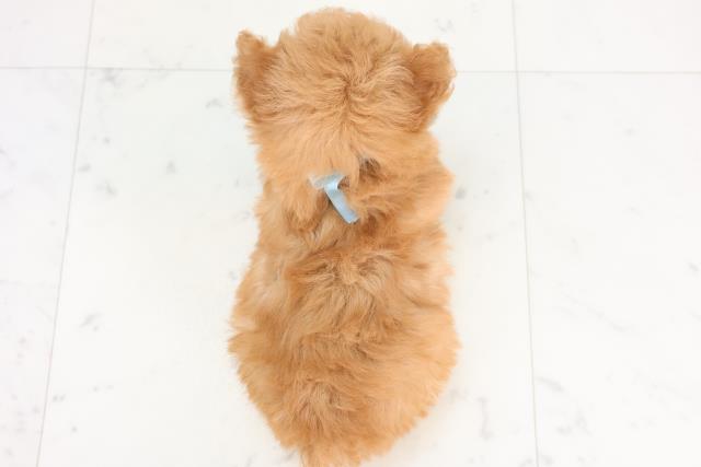 佐賀県のトイプードル(ティーカップ) (Coo&RIKU佐賀神埼店/2025年12月2日生まれ/男の子/オレンジフォーン)の子犬の4枚目の画像
