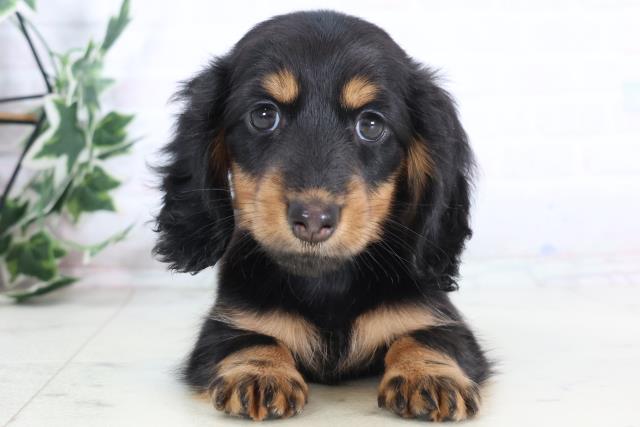 福岡県のミニチュアダックスフンド(ロング) (Coo&RIKU福岡古賀店/2025年12月2日生まれ/女の子/ブラックタン)の子犬の1枚目の画像