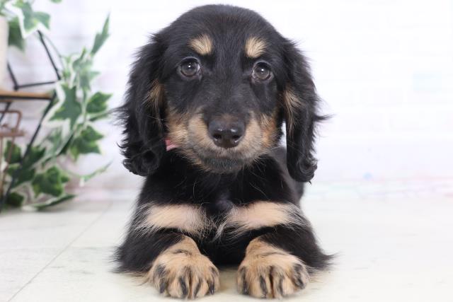 長崎県のミニチュアダックスフンド(ロング) (Coo&RIKU大村店/2025年12月2日生まれ/女の子/ブラックタン)の子犬の1枚目の画像