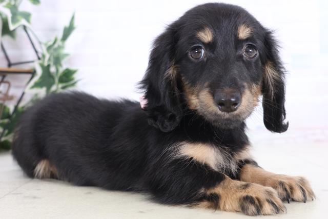 長崎県のミニチュアダックスフンド(ロング) (Coo&RIKU大村店/2025年12月2日生まれ/女の子/ブラックタン)の子犬の2枚目の画像