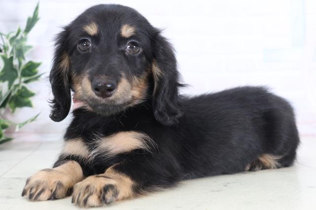 長崎県のミニチュアダックスフンド(ロング) (Coo&RIKU大村店/2025年12月2日生まれ/女の子/ブラックタン)の子犬の3枚目の画像