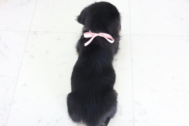 長崎県のミニチュアダックスフンド(ロング) (Coo&RIKU大村店/2025年12月2日生まれ/女の子/ブラックタン)の子犬の4枚目の画像