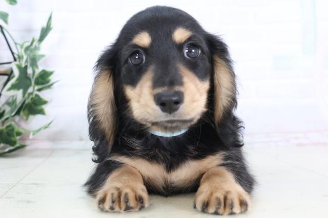 長崎県のミニチュアダックスフンド(ロング) (Coo&RIKU長崎佐世保店/2025年12月2日生まれ/男の子/ブラックタン)の子犬の1枚目の画像