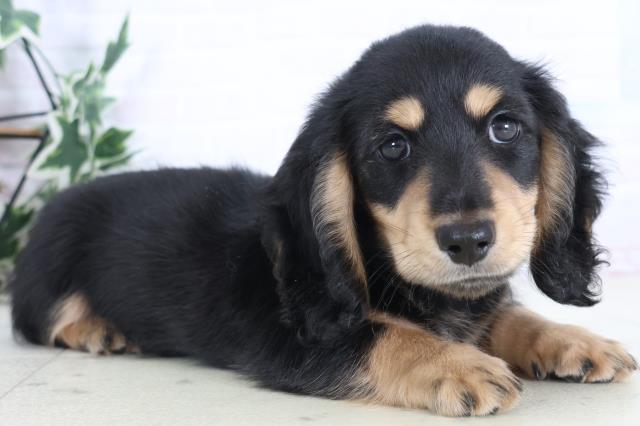 長崎県のミニチュアダックスフンド(ロング) (Coo&RIKU長崎佐世保店/2025年12月2日生まれ/男の子/ブラックタン)の子犬の2枚目の画像