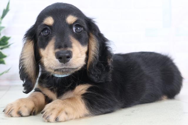 長崎県のミニチュアダックスフンド(ロング) (Coo&RIKU長崎佐世保店/2025年12月2日生まれ/男の子/ブラックタン)の子犬の3枚目の画像