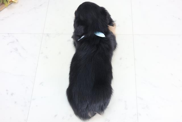 長崎県のミニチュアダックスフンド(ロング) (Coo&RIKU長崎佐世保店/2025年12月2日生まれ/男の子/ブラックタン)の子犬の4枚目の画像