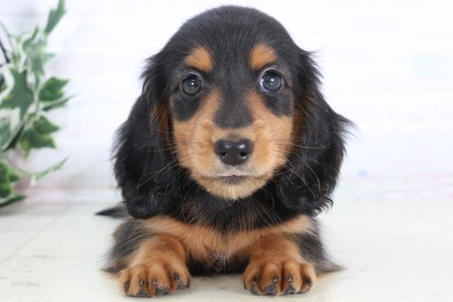 福岡県のミニチュアダックスフンド(ロング) (Coo&RIKU行橋店/2025年12月2日生まれ/女の子/ブラックタン)の子犬の1枚目の画像