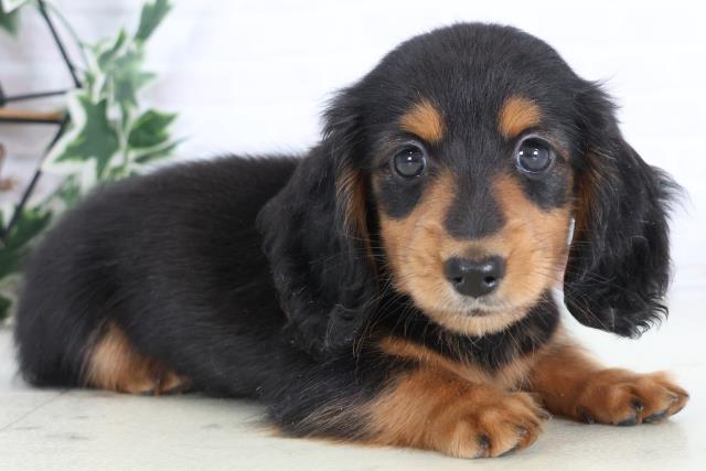 福岡県のミニチュアダックスフンド(ロング) (Coo&RIKU行橋店/2025年12月2日生まれ/女の子/ブラックタン)の子犬の2枚目の画像