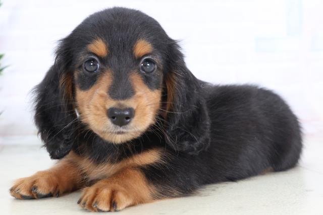 福岡県のミニチュアダックスフンド(ロング) (Coo&RIKU行橋店/2025年12月2日生まれ/女の子/ブラックタン)の子犬の3枚目の画像