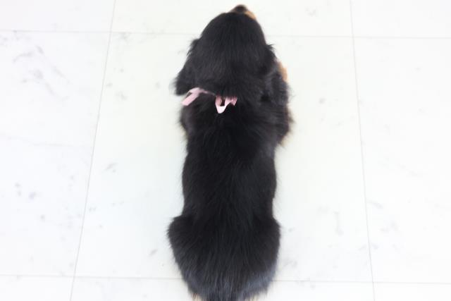 福岡県のミニチュアダックスフンド(ロング) (Coo&RIKU行橋店/2025年12月2日生まれ/女の子/ブラックタン)の子犬の4枚目の画像