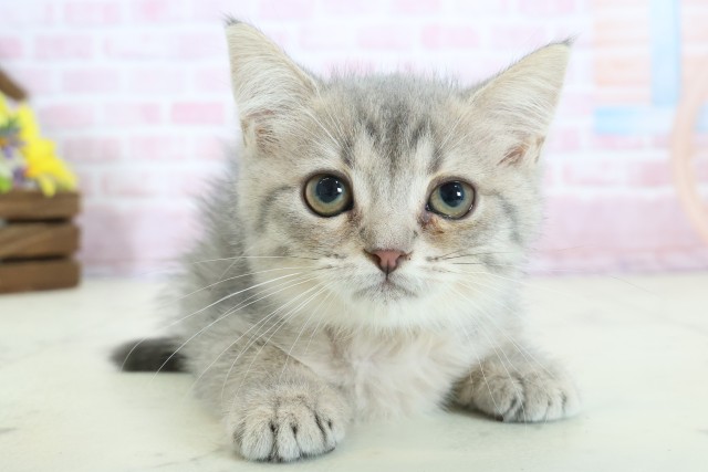 福岡県のマンチカン (Coo&RIKU久留米店/2025年11月11日生まれ/女の子/ブルータビー)の子猫の1枚目の画像