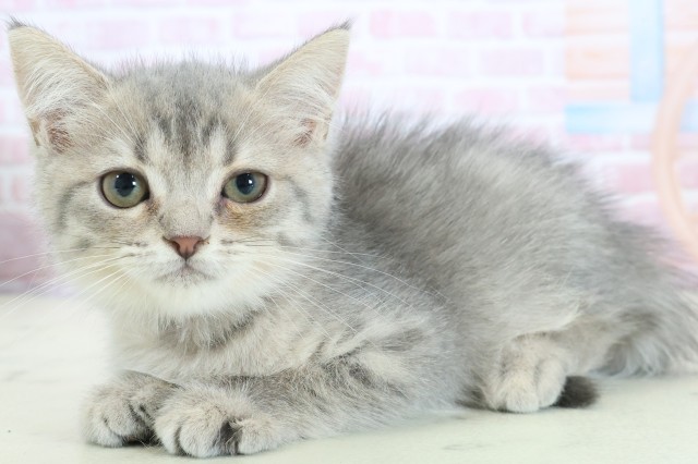 福岡県のマンチカン (Coo&RIKU久留米店/2025年11月11日生まれ/女の子/ブルータビー)の子猫の3枚目の画像