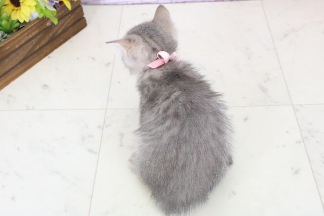 福岡県のマンチカン (Coo&RIKU久留米店/2025年11月11日生まれ/女の子/ブルータビー)の子猫の4枚目の画像