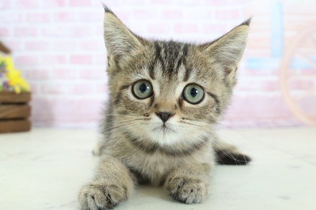 福岡県のマンチカン (Coo&RIKU小倉店/2025年11月11日生まれ/女の子/ブラウンタビー)の子猫の1枚目の画像