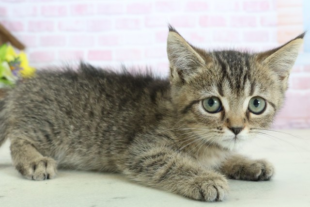 福岡県のマンチカン (Coo&RIKU小倉店/2025年11月11日生まれ/女の子/ブラウンタビー)の子猫の2枚目の画像