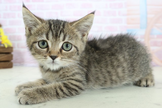 福岡県のマンチカン (Coo&RIKU小倉店/2025年11月11日生まれ/女の子/ブラウンタビー)の子猫の3枚目の画像