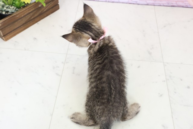 福岡県のマンチカン (Coo&RIKU小倉店/2025年11月11日生まれ/女の子/ブラウンタビー)の子猫の4枚目の画像