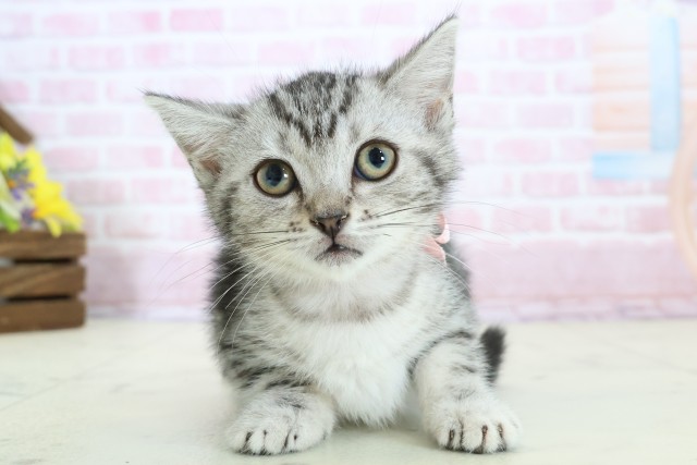 鹿児島県のマンチカン (Coo&RIKU鹿屋店/2025年11月20日生まれ/女の子/シルバータビー)の子猫の1枚目の画像