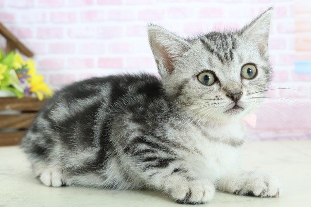 鹿児島県のマンチカン (Coo&RIKU鹿屋店/2025年11月20日生まれ/女の子/シルバータビー)の子猫の2枚目の画像