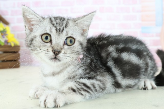 鹿児島県のマンチカン (Coo&RIKU鹿屋店/2025年11月20日生まれ/女の子/シルバータビー)の子猫の3枚目の画像