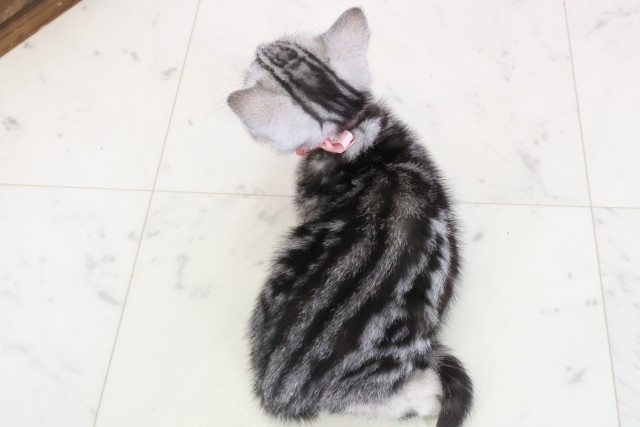 鹿児島県のマンチカン (Coo&RIKU鹿屋店/2025年11月20日生まれ/女の子/シルバータビー)の子猫の4枚目の画像